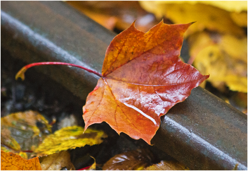 Herbst im Großen Garten IV