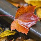 Herbst im Großen Garten IV