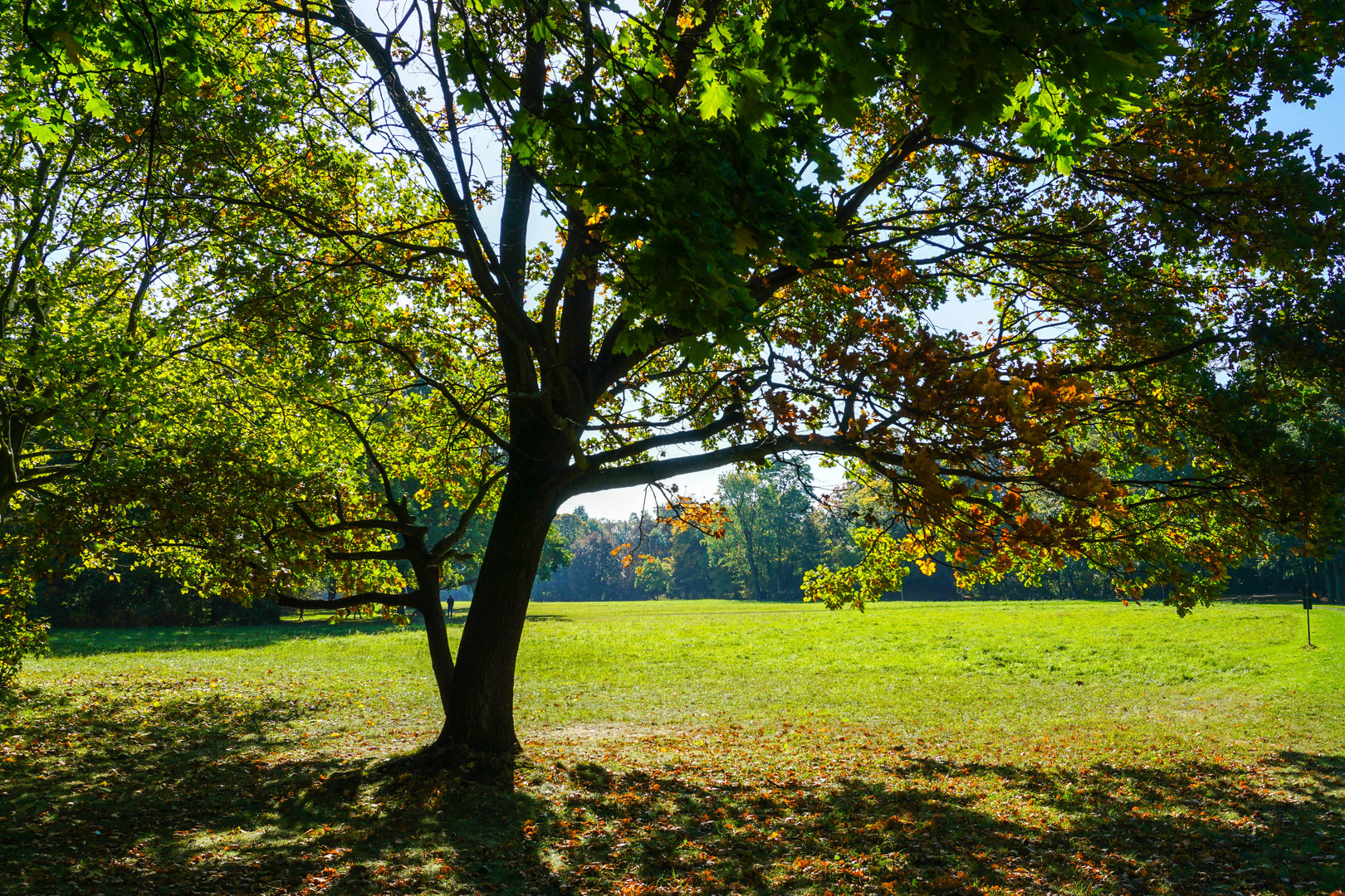 Herbst im Großen Garten von Dresden Foto & Bild