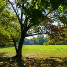 Herbst im Großen Garten von Dresden