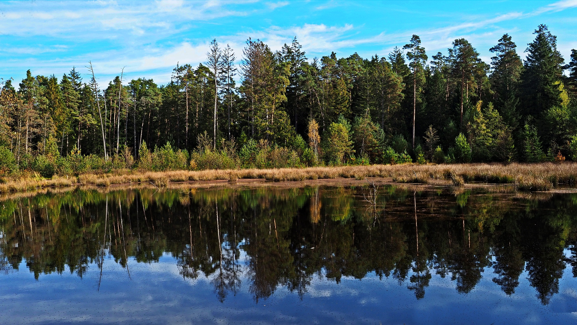 Herbst im Gründlacher Moor