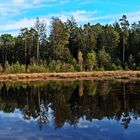 Herbst im Gründlacher Moor