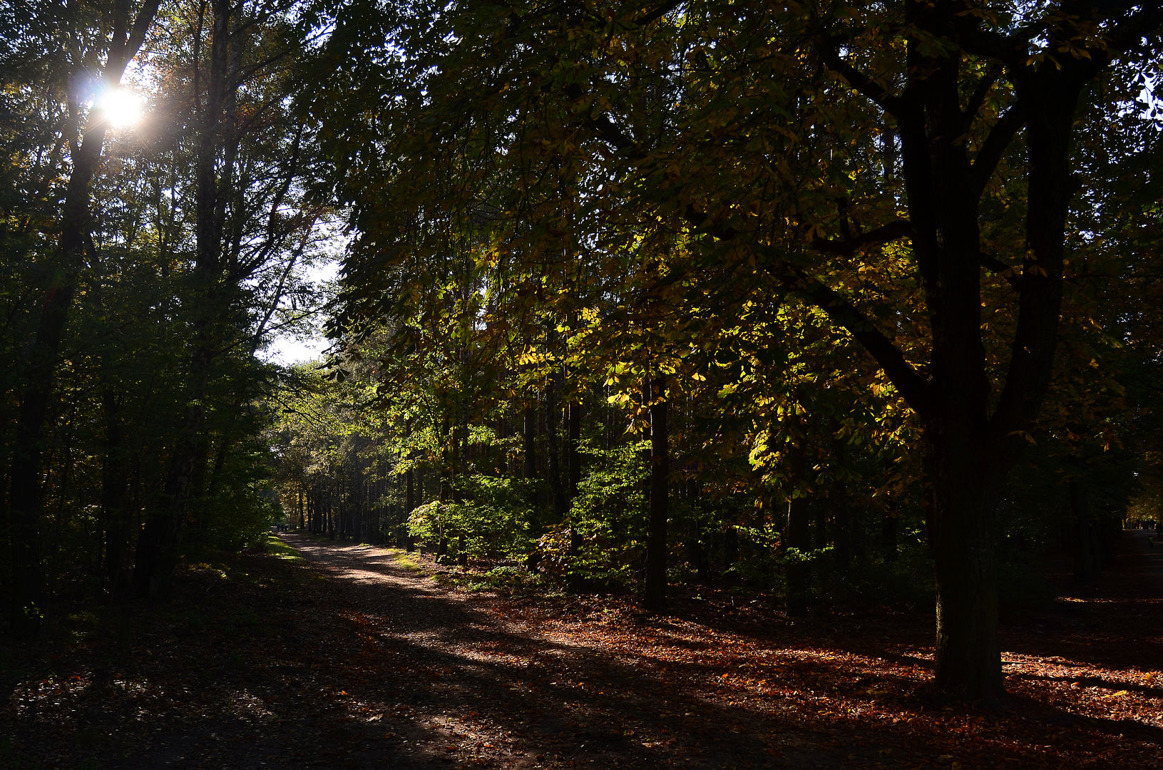 Herbst im Grunewald