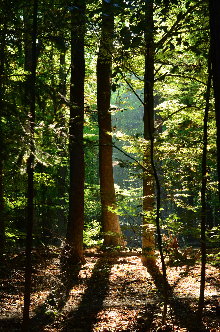 Herbst im Grunewald