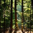 Herbst im Grunewald