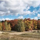 Herbst im Grunewald