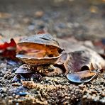 Herbst im Hafen