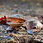 Herbst im Hafen