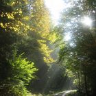 Herbst im Hafenlohrtal