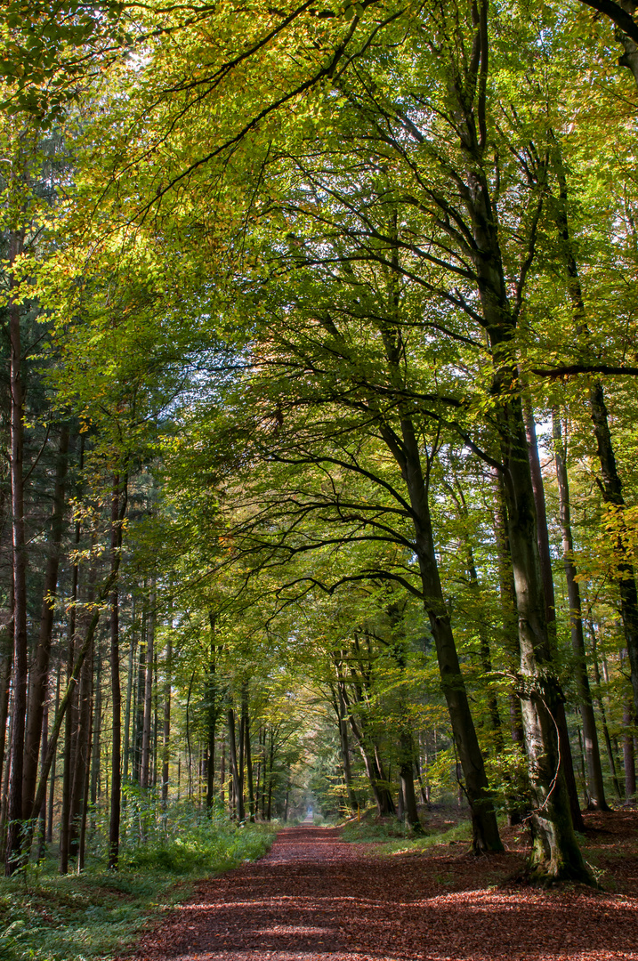 Herbst im Hagenauer Forst