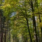 Herbst im Hagenauer Forst