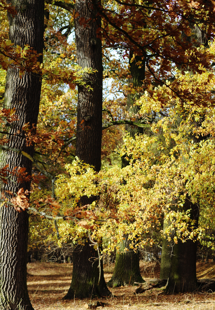 Herbst im Hain....