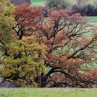 Herbst im Hain