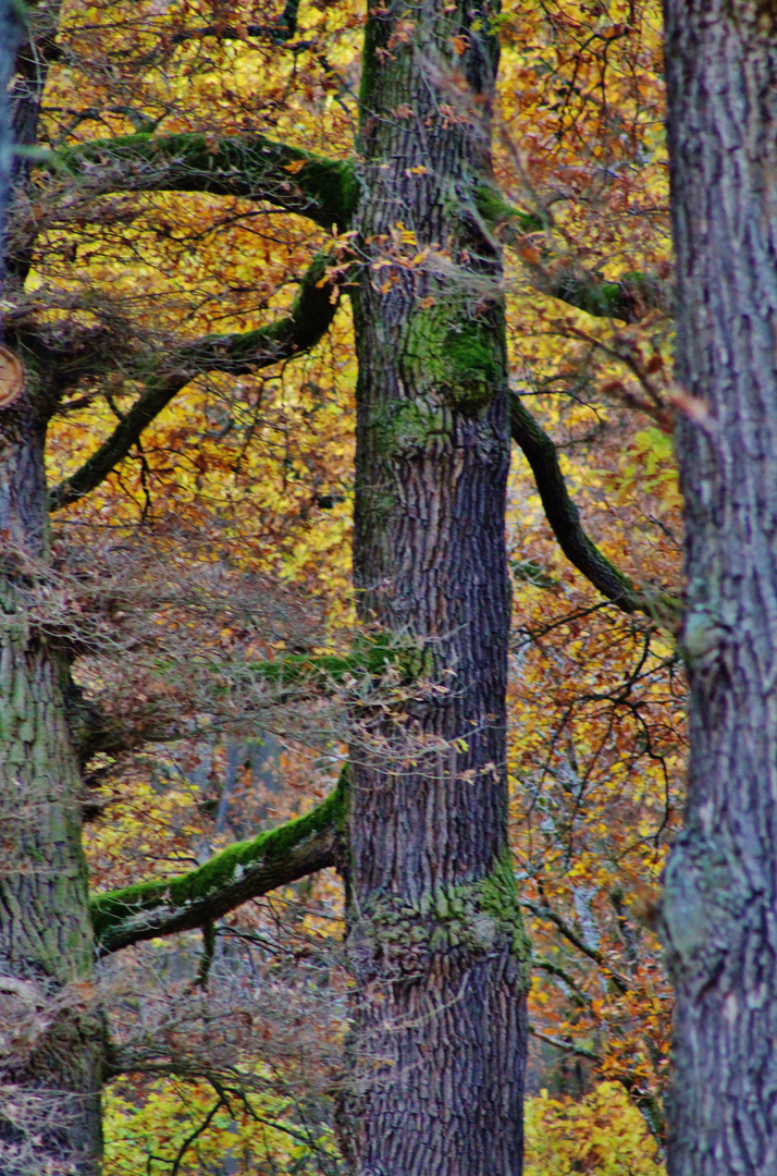 HERBST IM HAIN 2