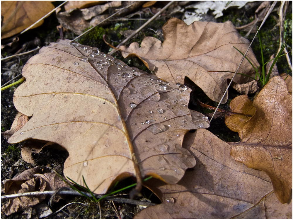 Herbst im Hain 2