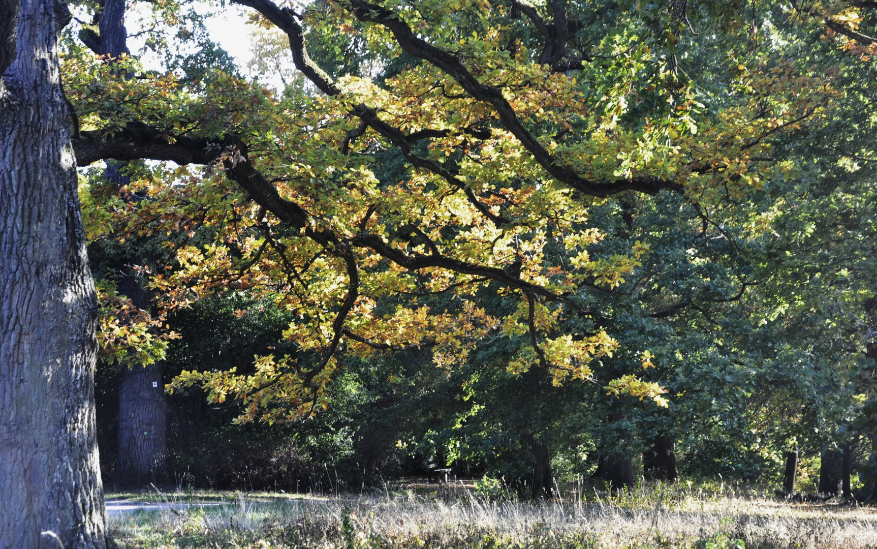 Herbst im Hain