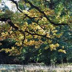 Herbst im Hain