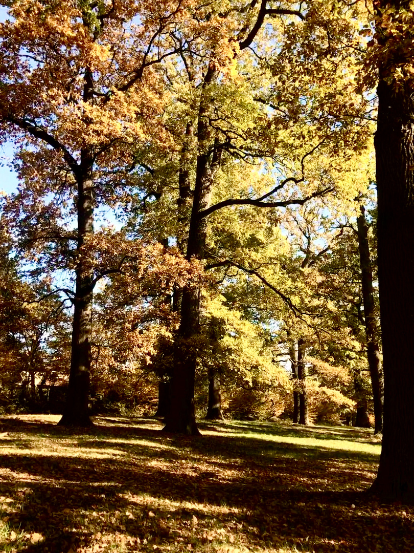 Herbst im Hain