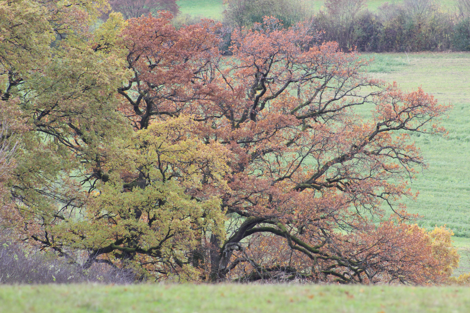 Herbst im  Hain 6