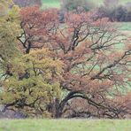 Herbst im  Hain 6