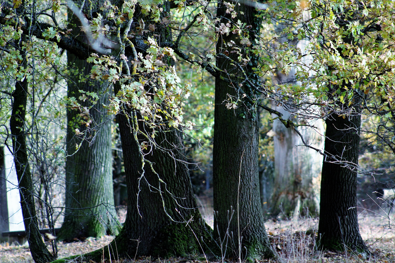 Herbst im Hain 7