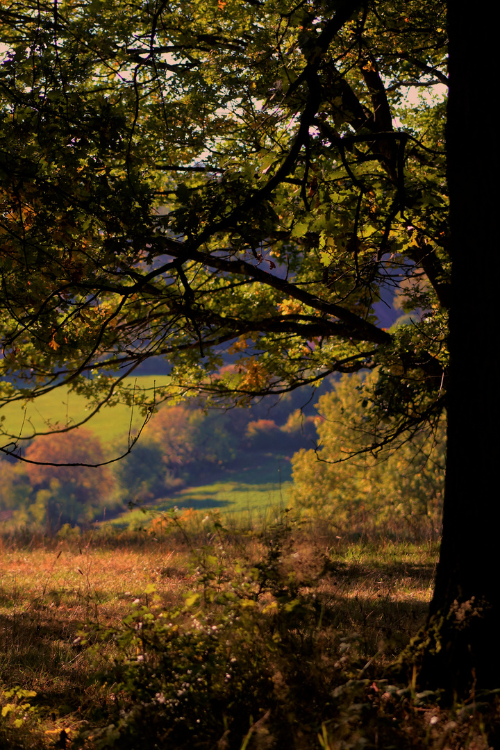 Herbst im Hain