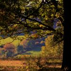 Herbst im Hain