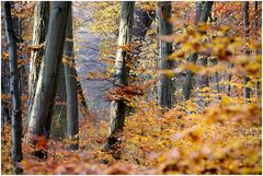 herbst im hain/bamberg