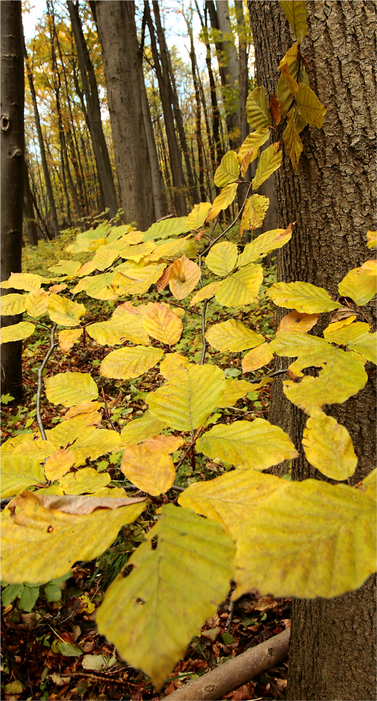 Herbst im Hainich