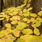 Herbst im Hainich