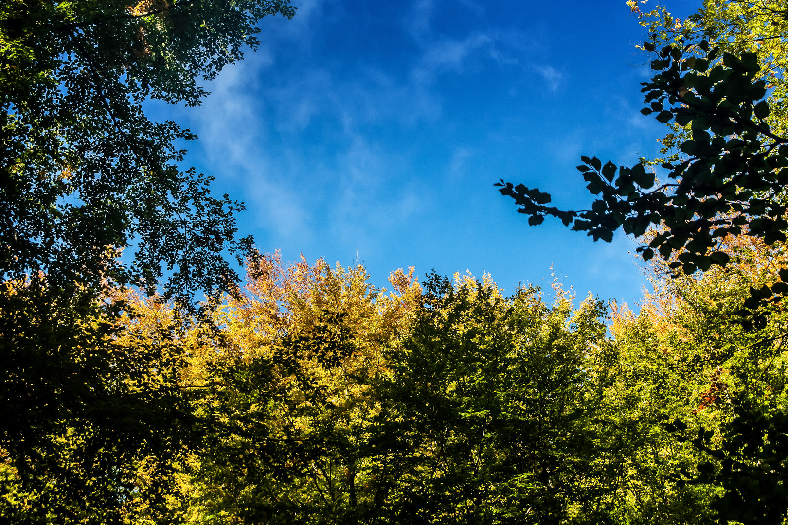 Herbst im Hainich