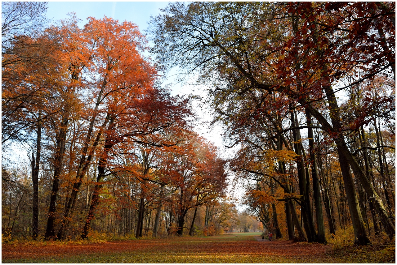 herbst im hainpark/bamberg