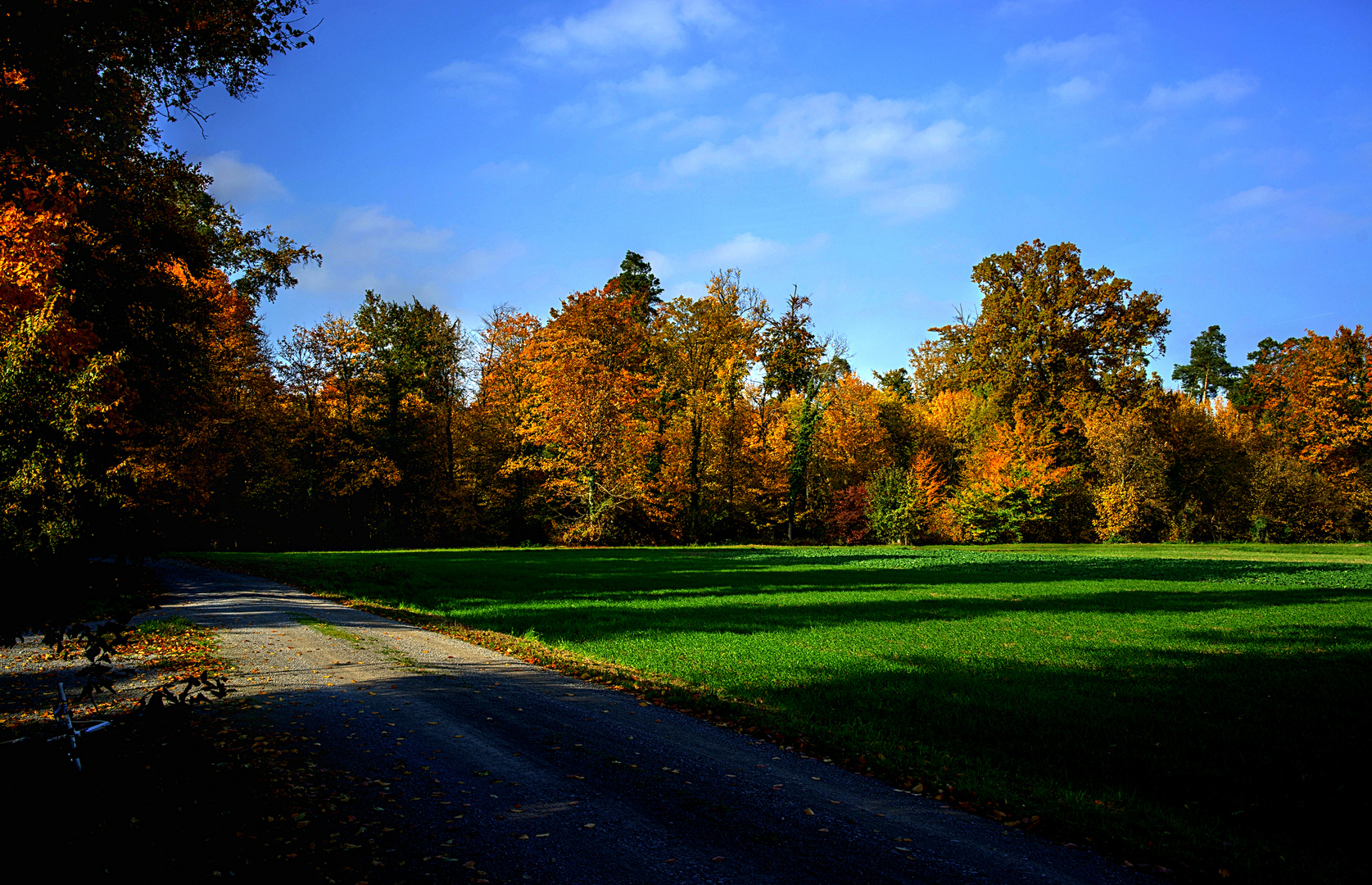 Herbst im Hardtwald