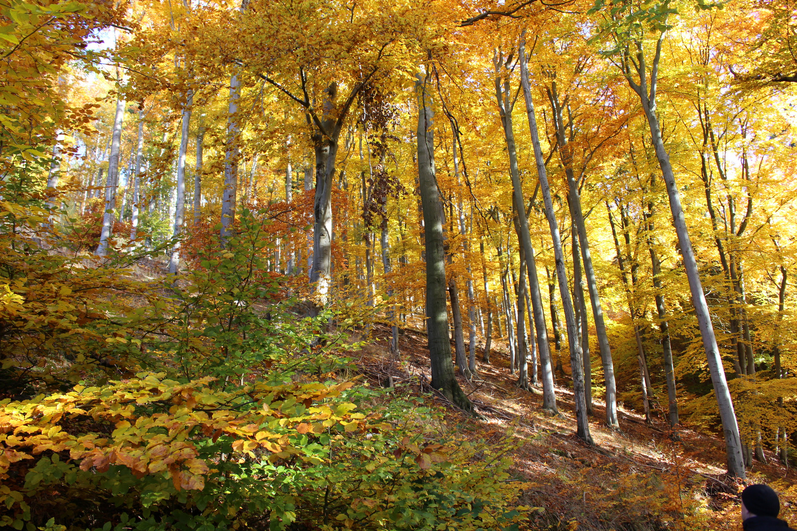 Herbst im Harz