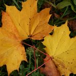 Herbst im Harz 2