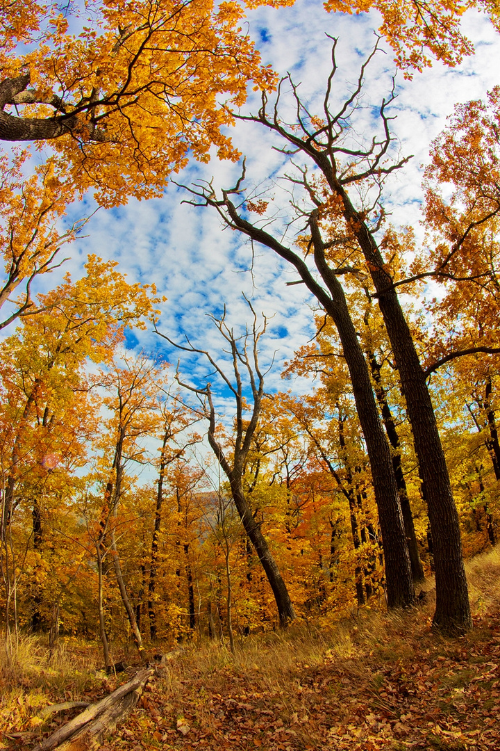 herbst im harz