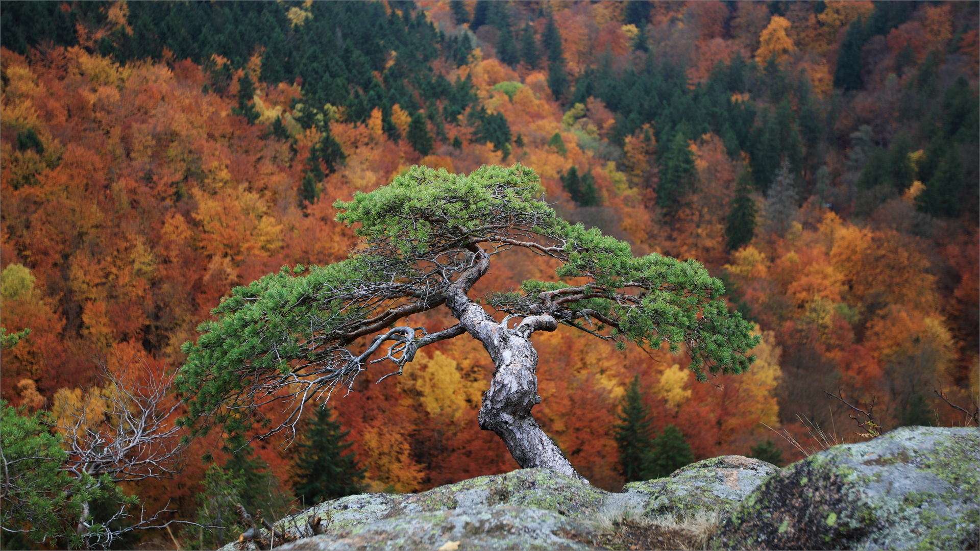 Herbst im Harz