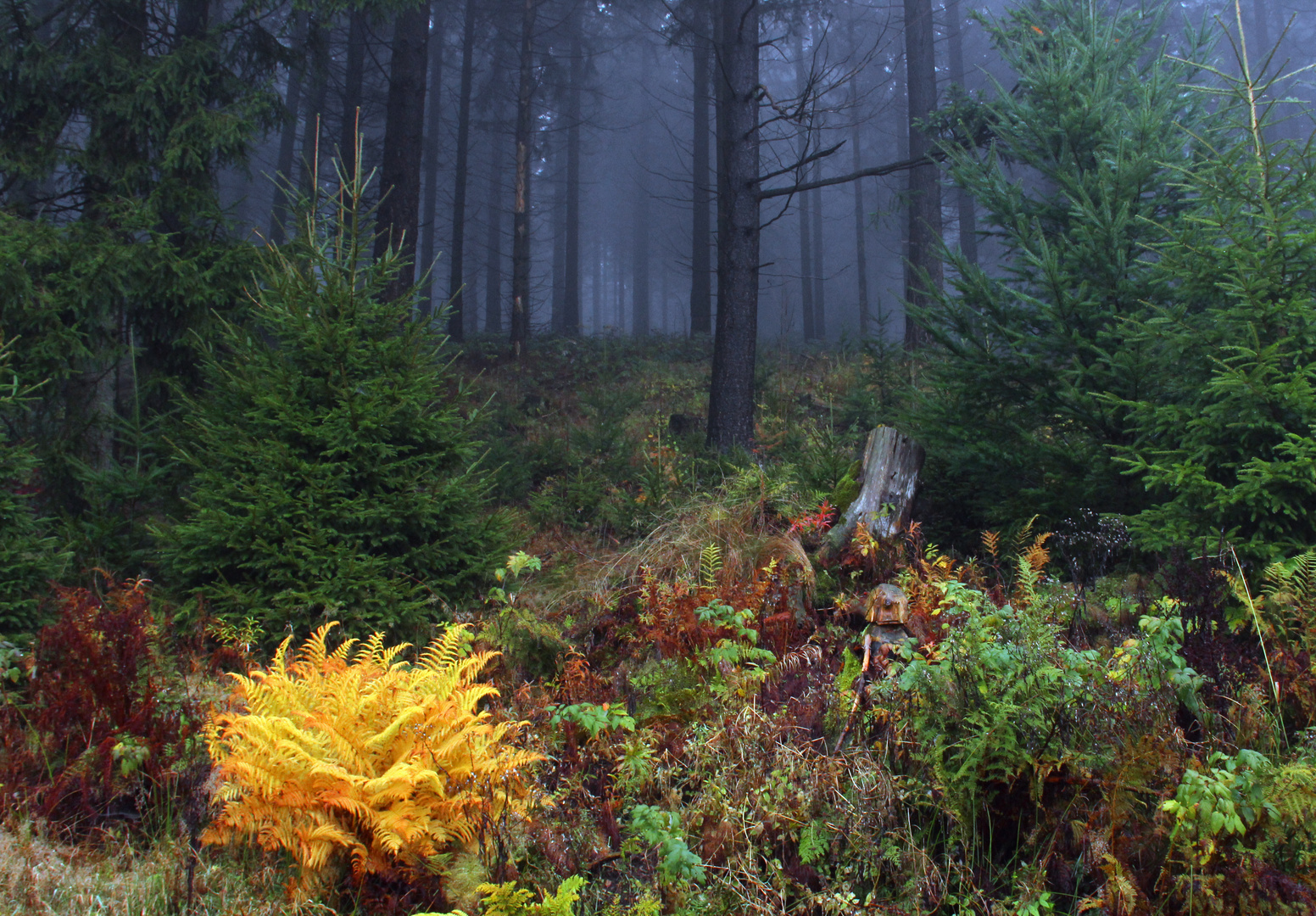 Herbst im Harz