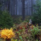 Herbst im Harz