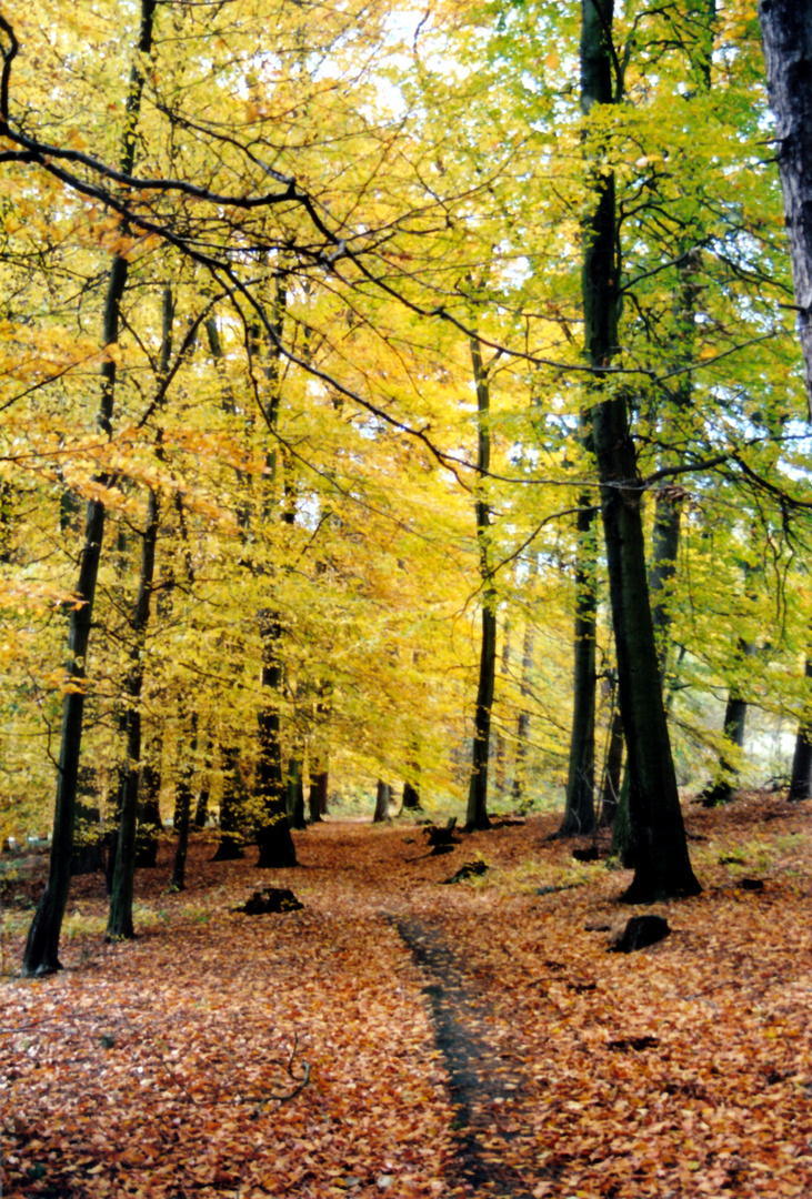 Herbst im Harz