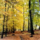 Herbst im Harz