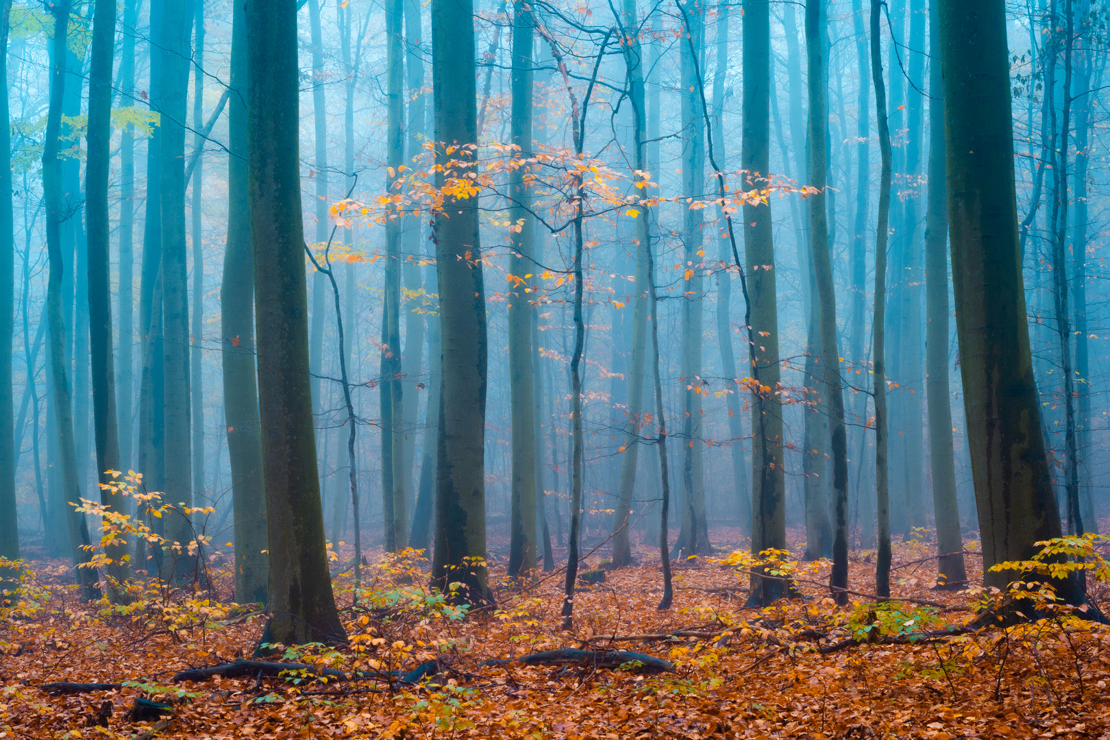 Herbst im Harz