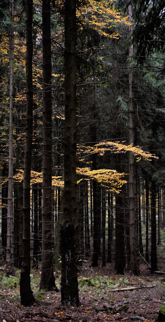 Herbst im Harz