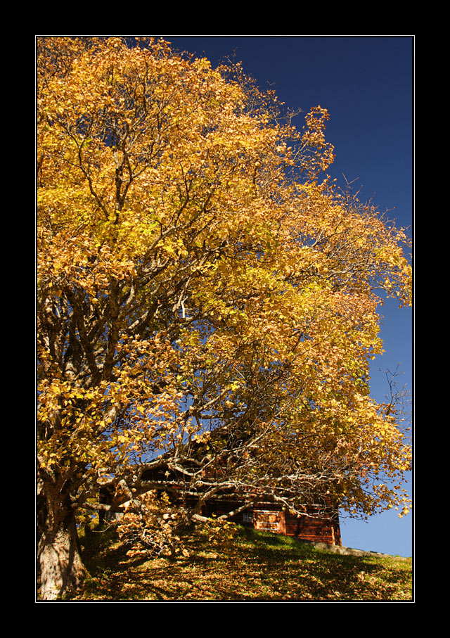 Herbst im Haslital