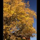 Herbst im Haslital