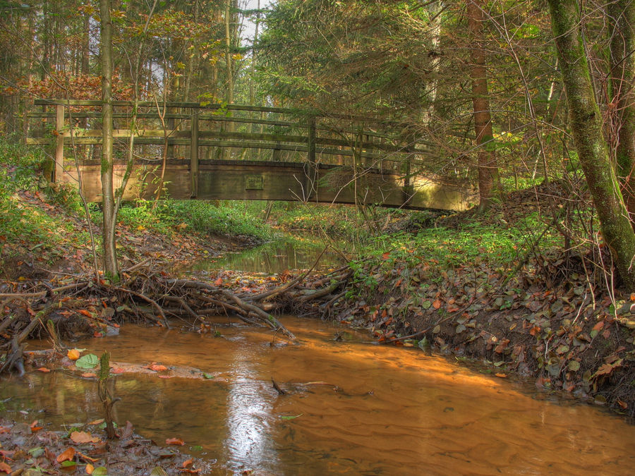 Herbst im Hauptsmoorwald