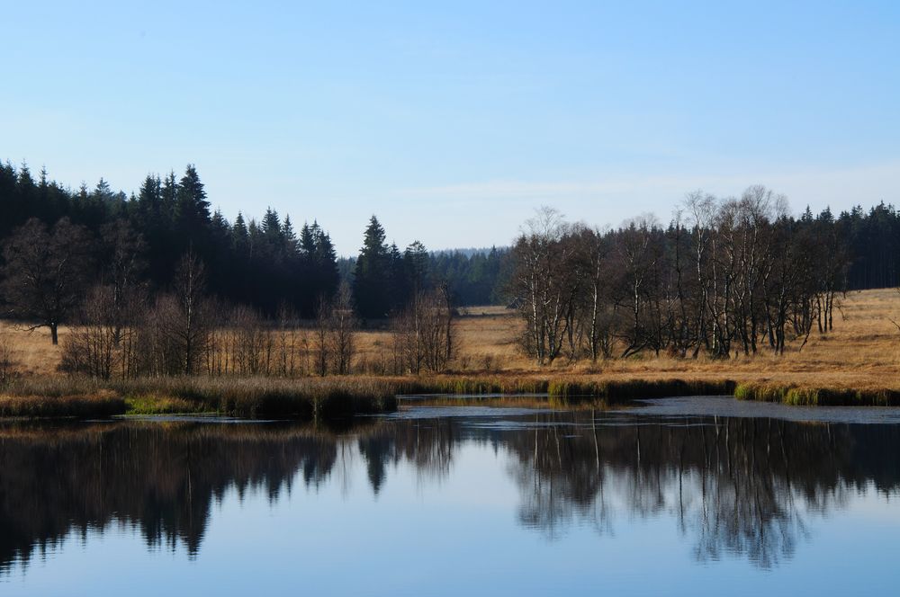 Herbst im Hautes Fagnes