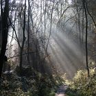 Herbst im Heilbronner Stadtwald