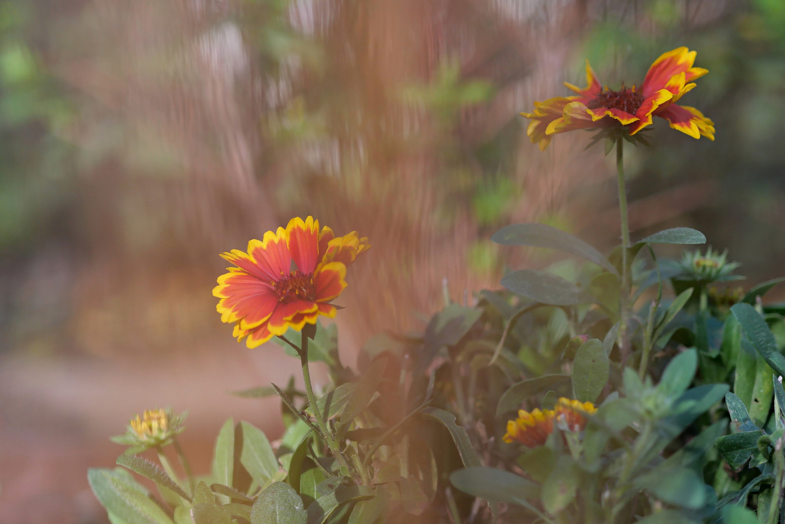 Herbst im heimischen Garten