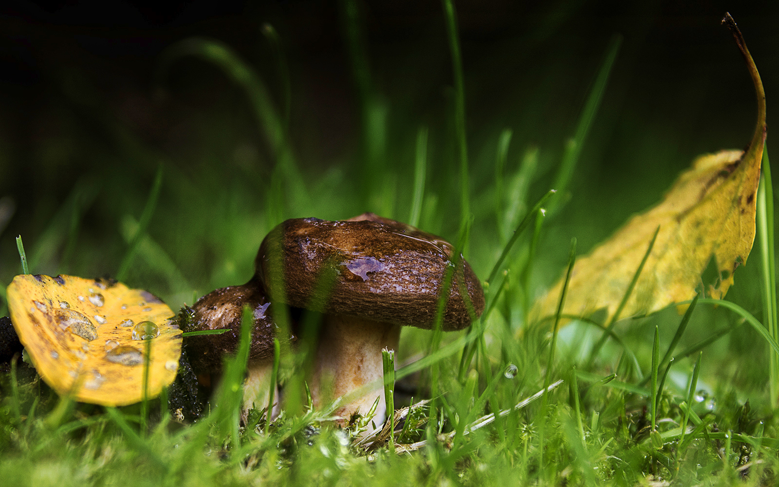 Herbst im heimischen Garten